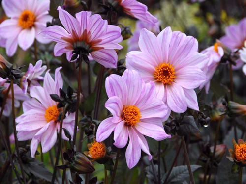 dahlia bishop of leicester online from quickcrop