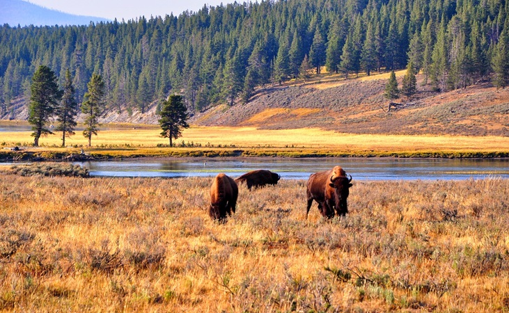 Bison in Yellowstone