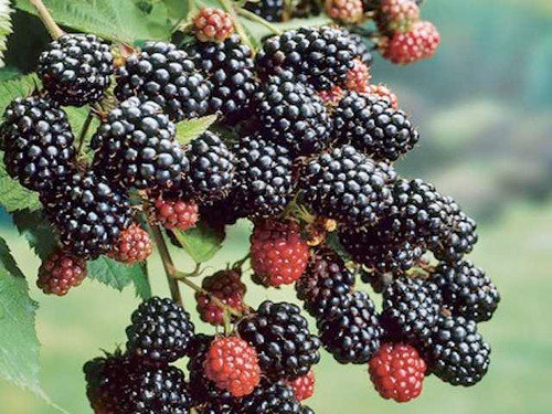 Grow your own blackberries