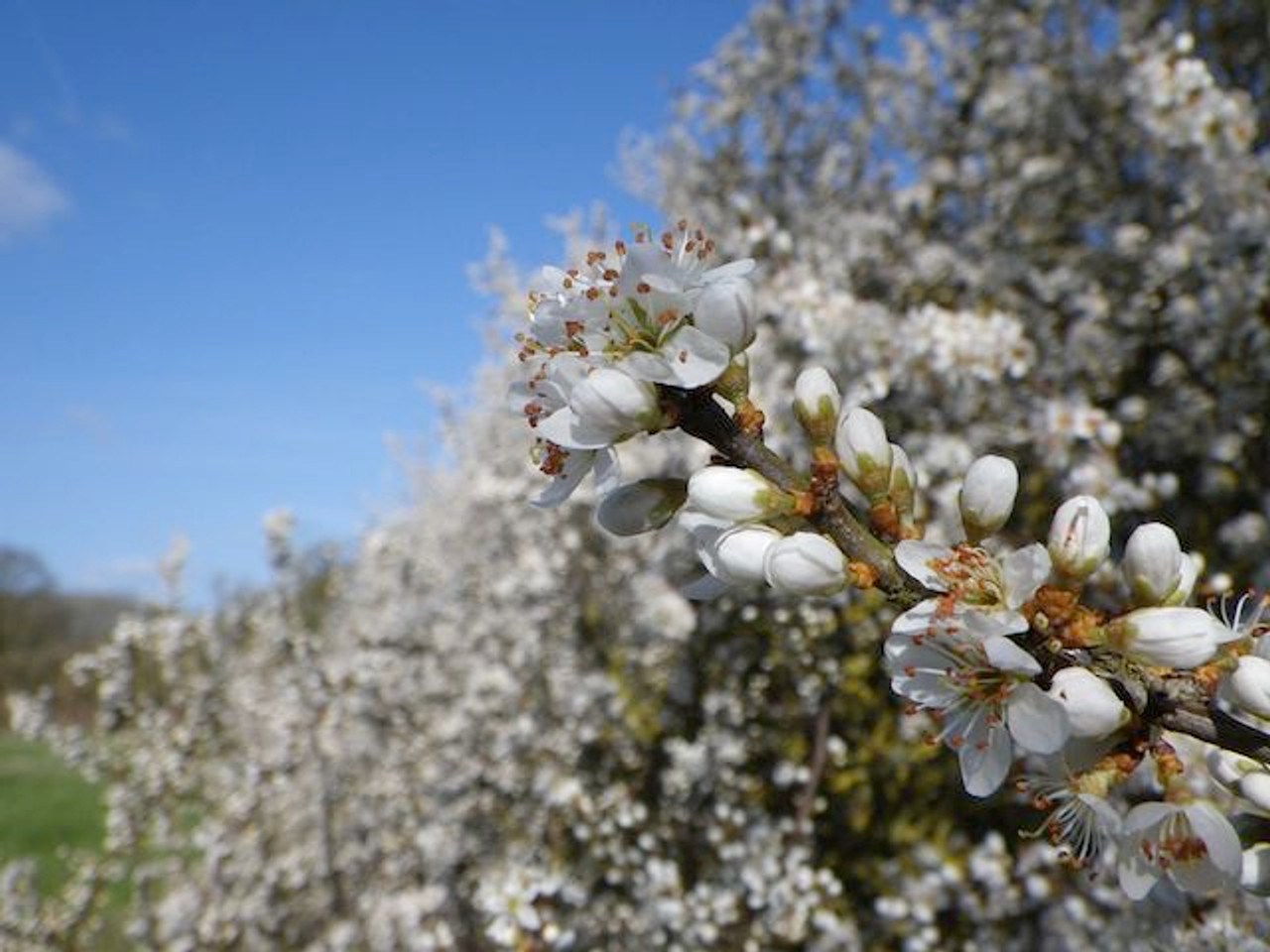 Blackthorn wildlife friendly hedging