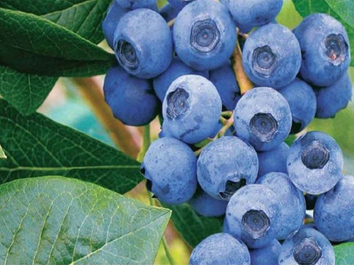 Grow your own blue crop blueberry bushes