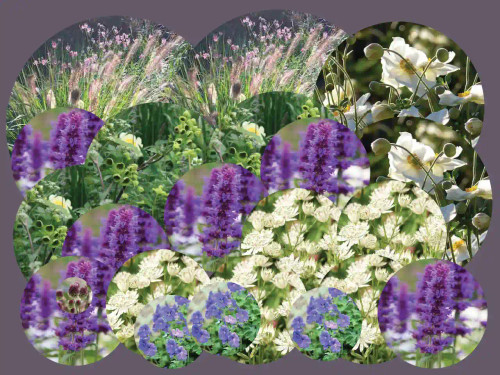 Blue and white wildlife friendly perennial flower plant pack