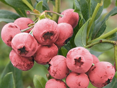 Grow your own blueberries