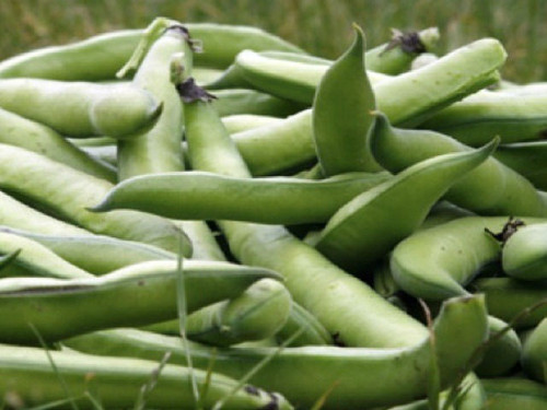 Aquadulce Claudia Broad bean seeds