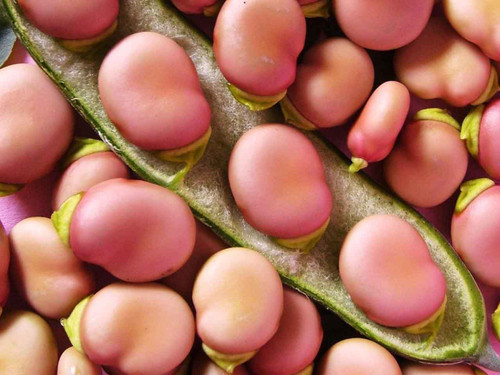 Broad Bean - Karmazyn seeds
