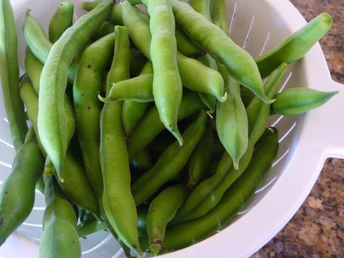 Witkeim Manita broad beans just picked
