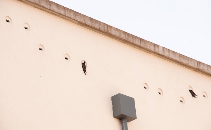 Built-in swift boxes within the facade of Westport Town Hall