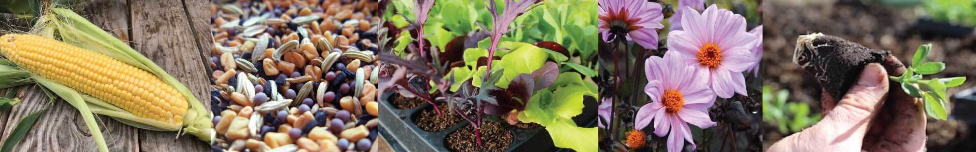 Fruit, vegetable and flowering plants, bulbs and seeds