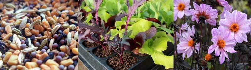 Fruit, vegetable and flowering plants, bulbs and seeds