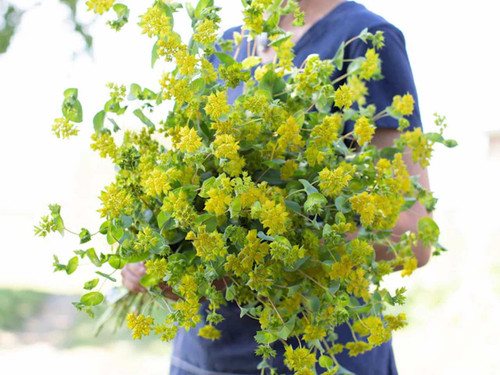 Bupleurum hare's ear cut flower filler plant