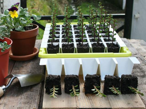 Bustaseed's 35 Cell Tip Out Propagation Trays are an innovative product that ensures quick and safe removal of plants once ready to pot on or plant out.
