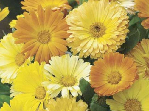 Calendula daisy mix also known as pot marigold