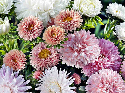 Callistephus roses cut flower seedling collection