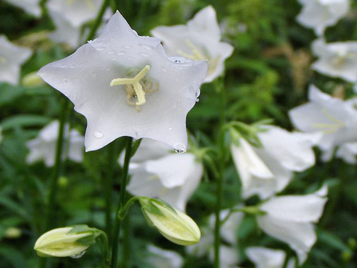 Campanula Persicifolia Alba plants for sale online