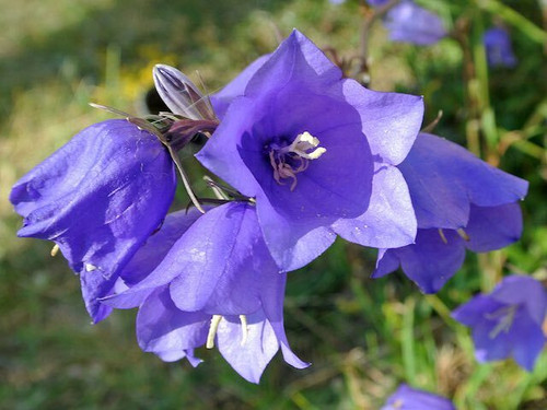 Campanula pers. Blue Bell