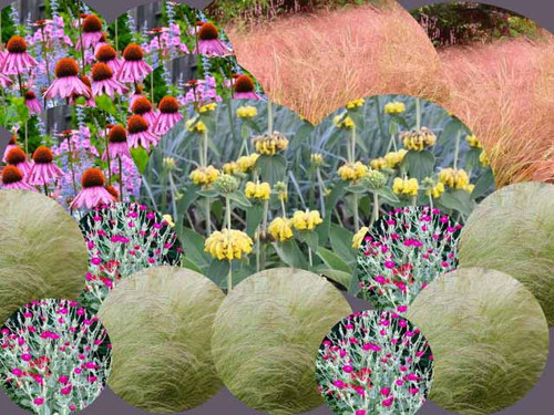 Candy shop wildlife friendly perennial flower pack