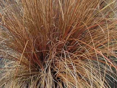 Carex Bronze Form/comans bronze