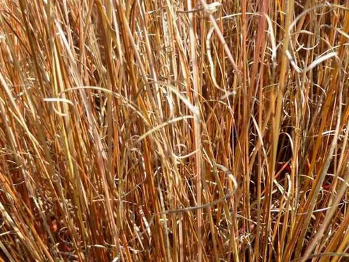 Carex buchananii Red Rooster