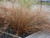 Carex buchananii Red Rooster