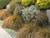Carex Bronze Form/comans bronze