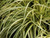 Carex Evergrold