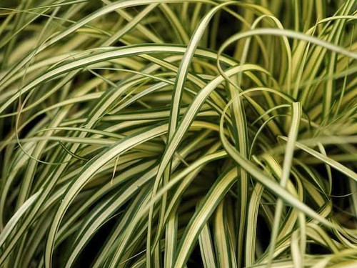 Carex Evergrold