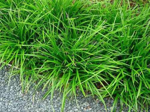 Carex Foliosissima 'Irish Green'