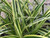 Carex Morrowii 'Vanilla Ice'