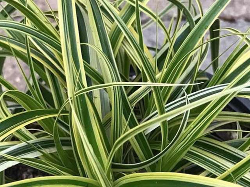 Carex Morrowii 'Vanilla Ice'
