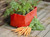 Grow your own carrots on a patio or balcony