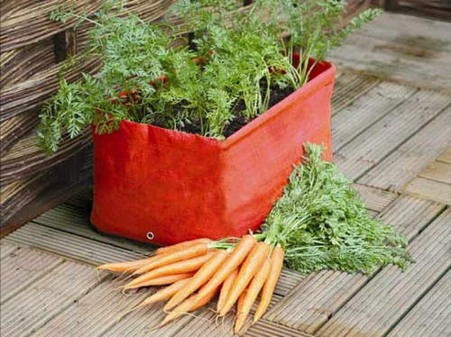 Grow your own carrots on a patio or balcony
