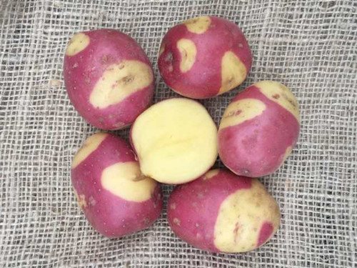 Celebration seed potatoes
