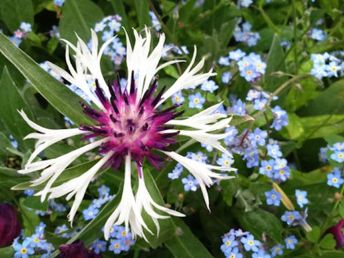 Centaurea Montana Amethyst in Snow 1