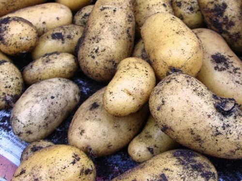 Charlotte winter season seed potato variety