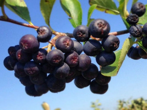 chokeberries growing on a branch