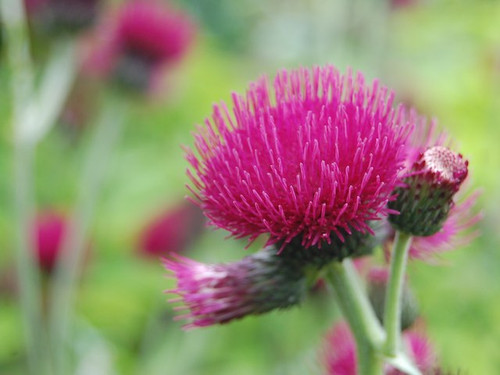 Cirsium Rivulare Atropurpureum' plants 9cm pots online