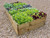 raised bed full of vegetable soil with plants