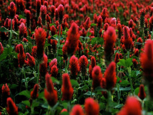 Crimson clover special mix of green manures