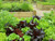 Healthy salads in a raised veg planter garden