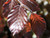 Copper beech purple beech leaf close up