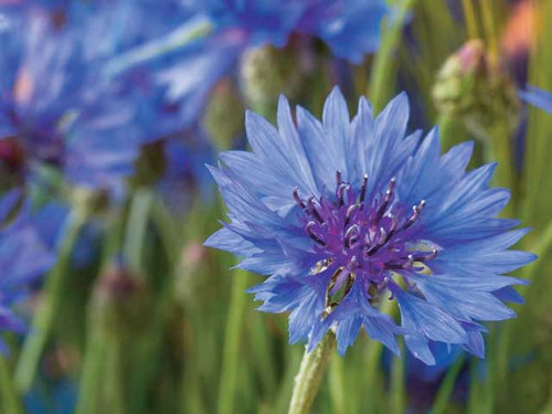 Cornflower Blue Ball Variety