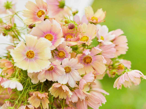 Cosmos apricot lemonade