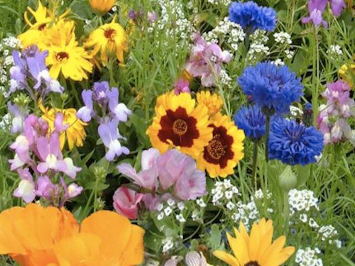 traditional cottage garden wildflower seed mix