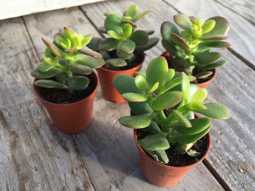 Silver dollar jade succulent plants