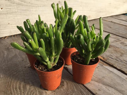 Hobbit jader succulent plants online