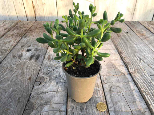 crassula-rogersii succulent plants in 9cm pots