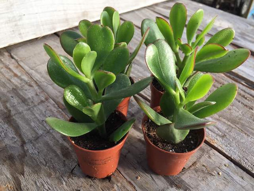 Jade plant succulent indoor plant