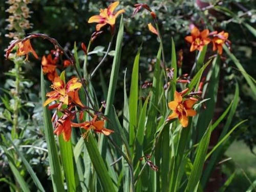 Crocosmia Emily Mc Kenzie available 9cm pots