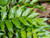 Cyrtomium falcatum 1