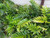 Cyrtomium falcatum 2